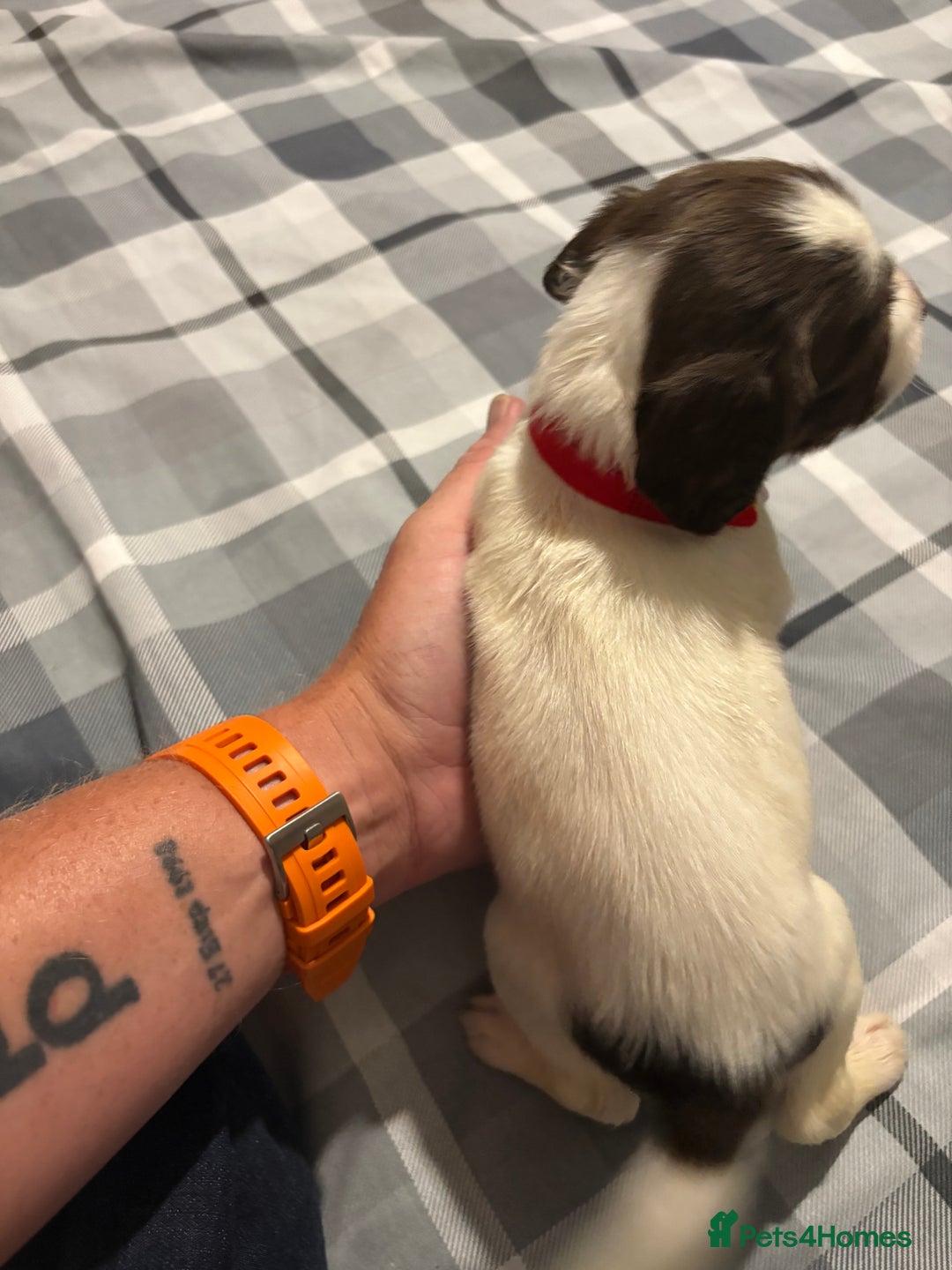 English Springer Spaniel dogs for sale: KC Registered English Springer Spaniel Puppies - Image 11