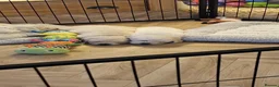 Golden Retriever dogs for stud: Proven cream KC golden retriever - Advert 12