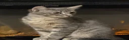 British Shorthair cats for sale: Beautiful boy  - Advert 8