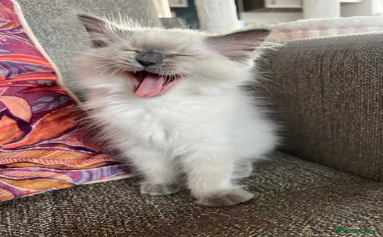 Ragdoll cats in Birchington - Advert 8