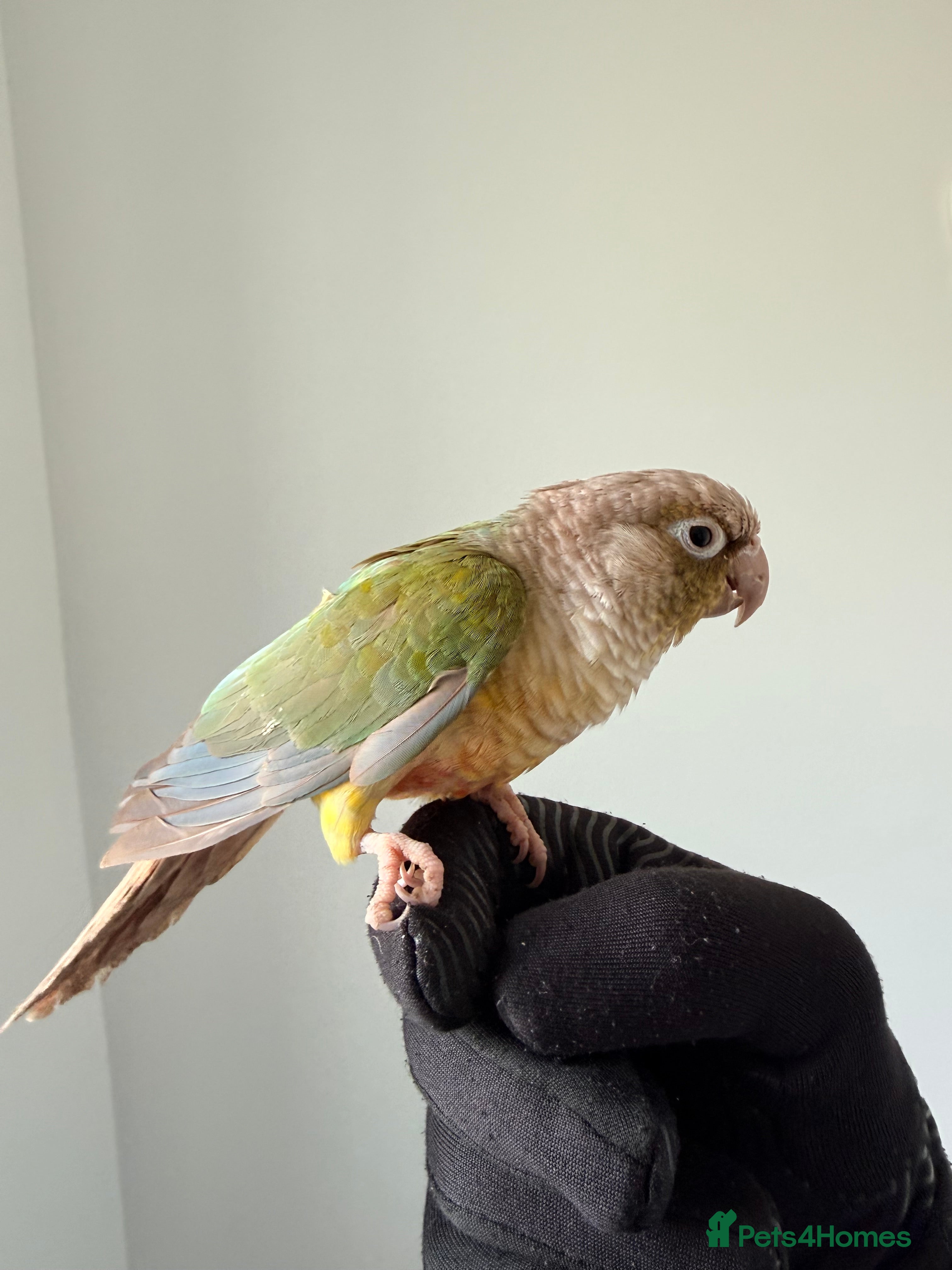 Conures birds BEAUTIFUL PINEAPPLE CONURE BIRD WITH NEW CAGE  - Advert 5