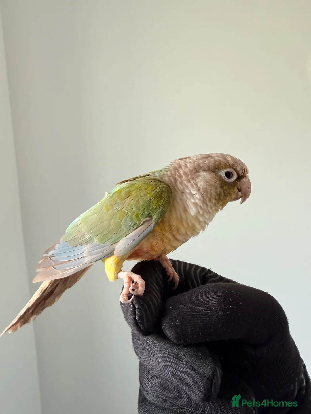 Conures birds for sale: BEAUTIFUL PINEAPPLE CONURE BIRD WITH NEW CAGE  - Advert 1