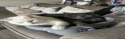 Russian Blue cats for sale: Sheldon and Arnold  - Advert 4