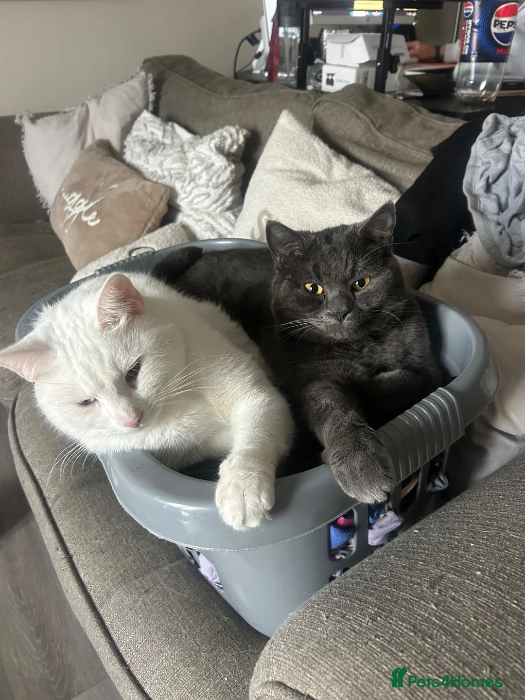 Russian Blue cats for sale: Sheldon and Arnold  - Advert 4