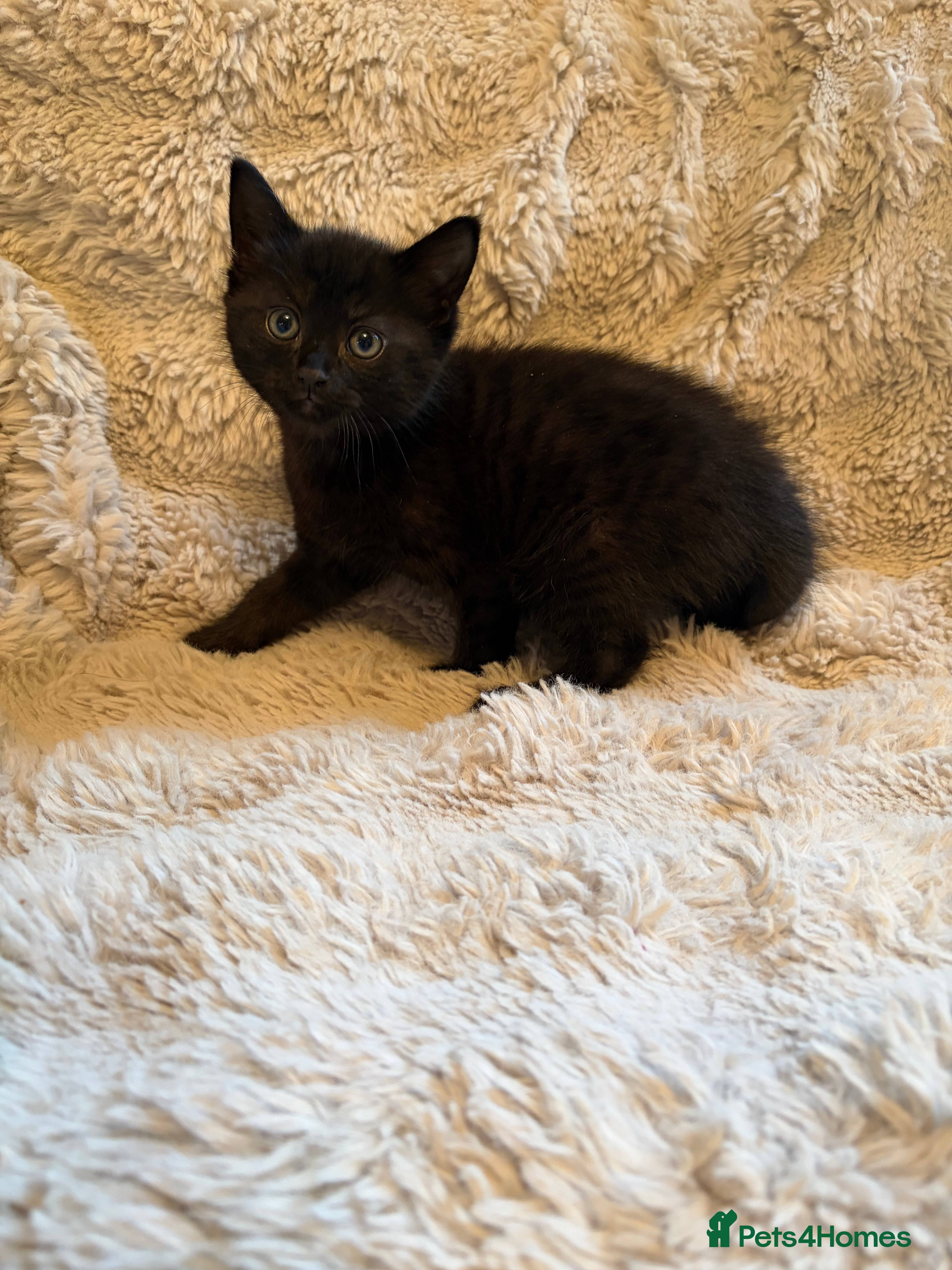 Mixed Breed cats Stunning fluffy black kitten - Advert 6