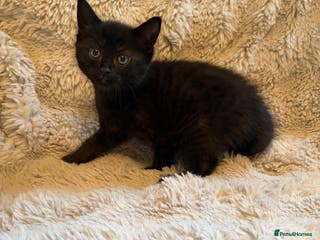 Mixed Breed cats Stunning fluffy black kitten - Advert 11