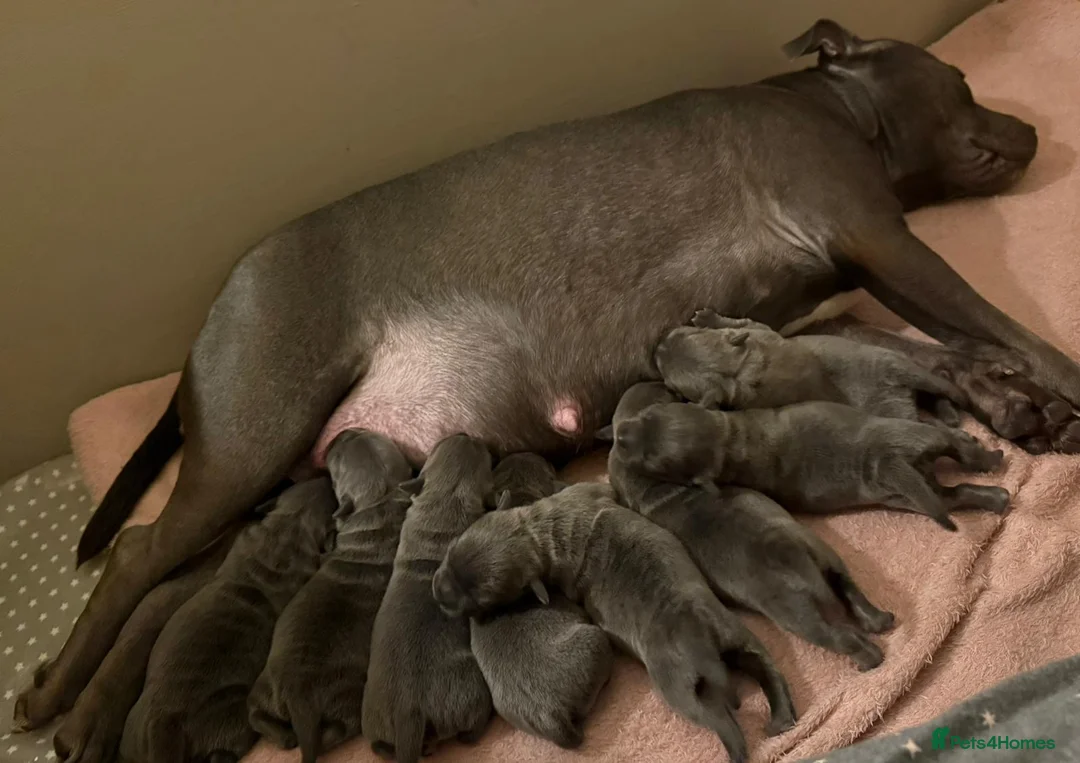 Staffordshire Bull Terrier dogs for sale: SUPERIOR BLUE STAFFORDSHIRE BULL TERRIER PUPS  - Advert 29