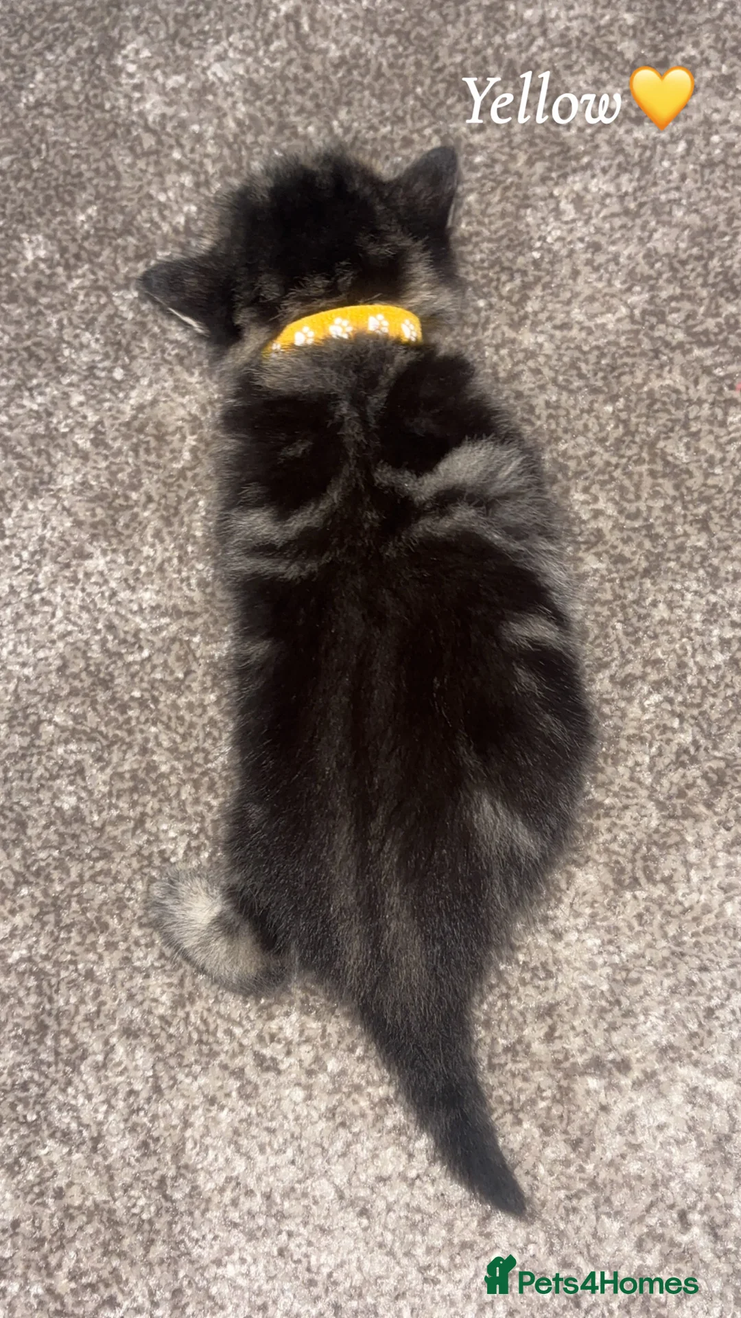 Mixed Breed cats for sale: 1:4 Mainecoon kittens  - Advert 14