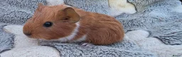 Guinea Pig rodents for sale: I have some teddy cross babies available 2 reserve - Advert 9