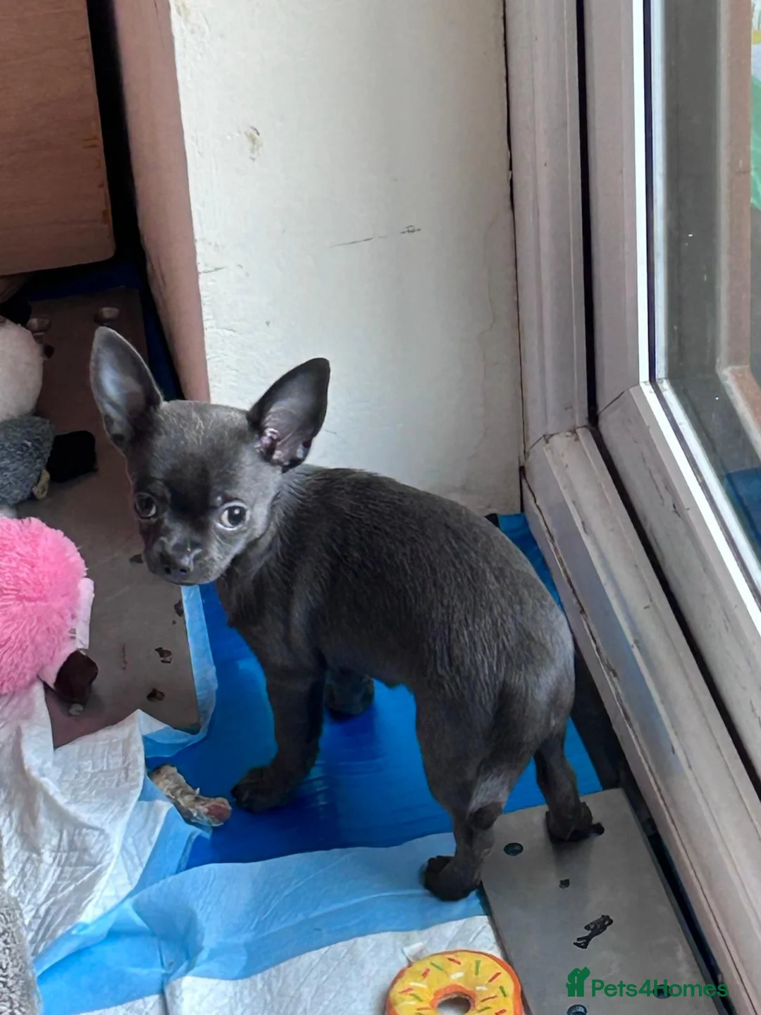 Chihuahua dogs for sale: KC Reg short-hair Chihuahua apple-headed puppies - Advert 2