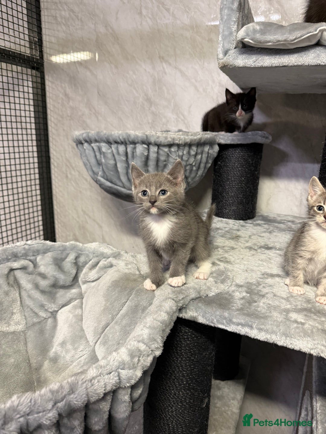 Ragdoll cats for sale: Half Ragdoll Kittens - Advert 1