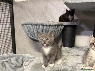 Ragdoll cats Half Ragdoll Kittens - Advert 2