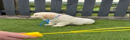 Golden Retriever dogs for sale: 🏆🏆 Fully health tested kc reg boys 🏆🏆 - Advert 11