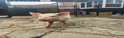Pig livestock for sale: Female Mini Pigs looking for loving pet home - Advert 3