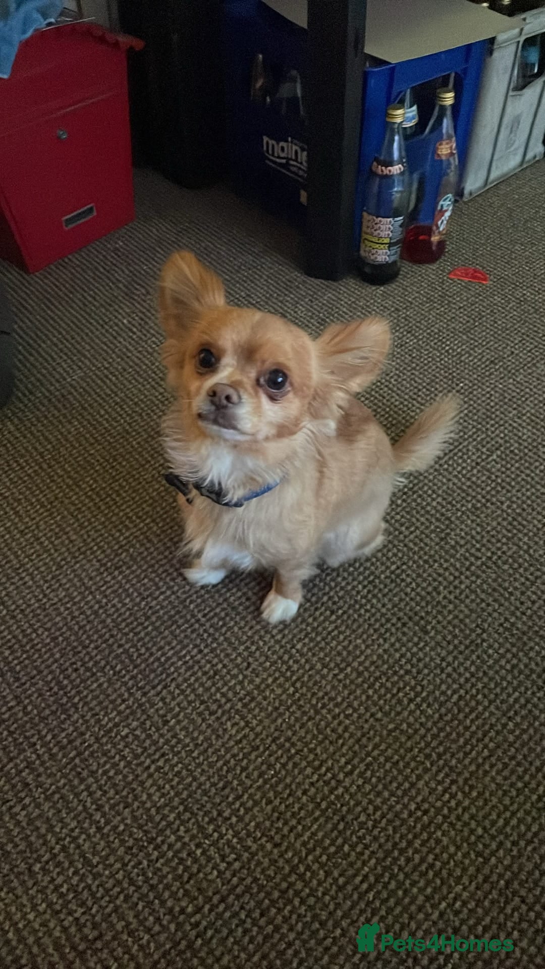 Chihuahua dogs for sale: Chihuahua dog age 6 years old  - Image 12