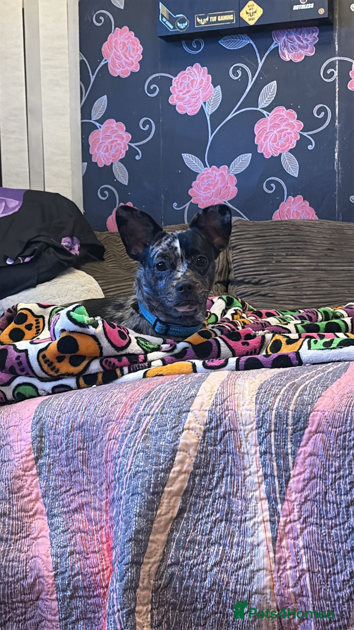 Mixed Breed dogs Frenchie cross breed female - Advert 3