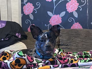 Mixed Breed dogs Frenchie cross breed female - Advert 4