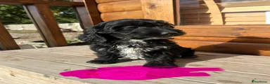 Cockapoo 2
