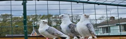 Pigeons birds for sale: Classic oriental frills - Advert 3