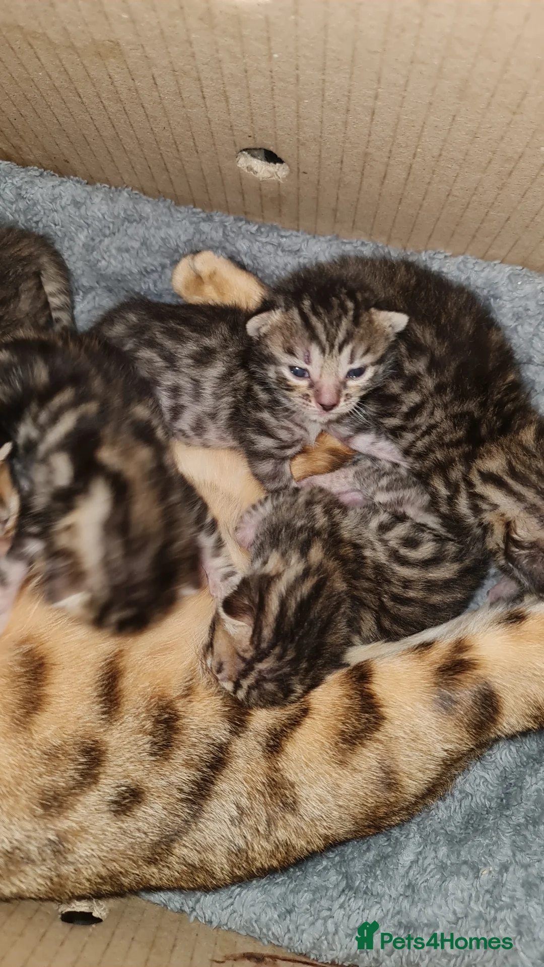 Mixed Breed cats for sale: Bengal Cross Kittens – Ready End of April - Advert 4