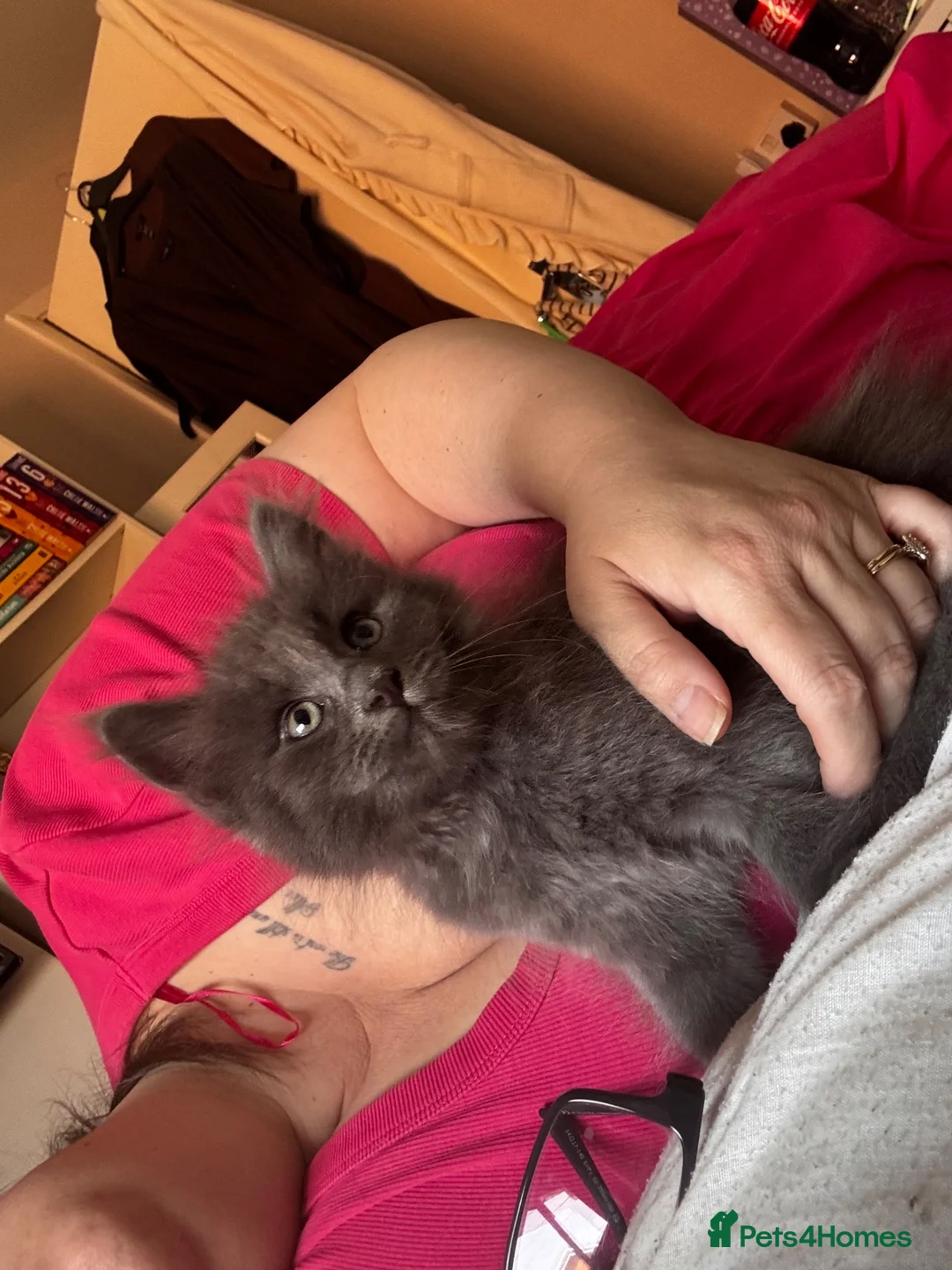 Maine Coon cats for sale: Maincoon x - Advert 2
