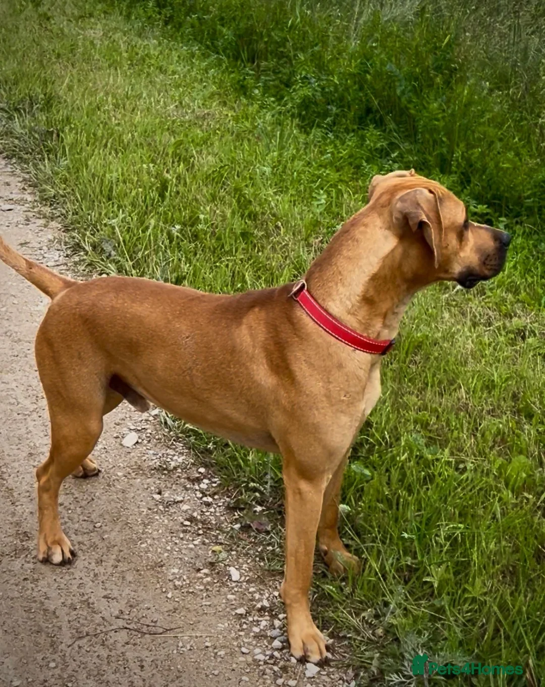 Rhodesian Ridgeback dogs for sale: Rhodesian Ridgeback  - Image 4