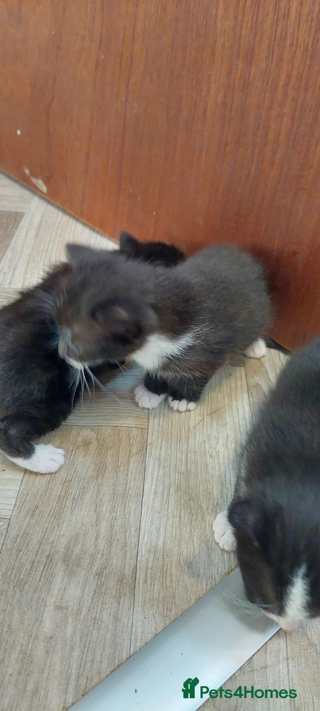 Mixed Breed cats for sale: Black and white kittens  - Advert 2
