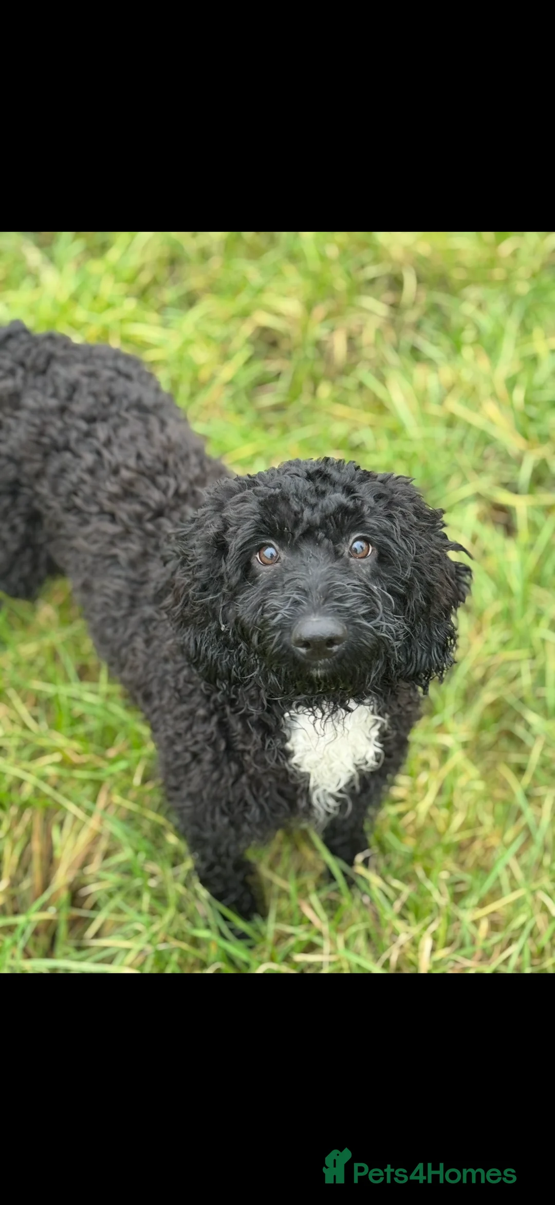Cockapoo dogs for sale: Tilly  - Advert 9