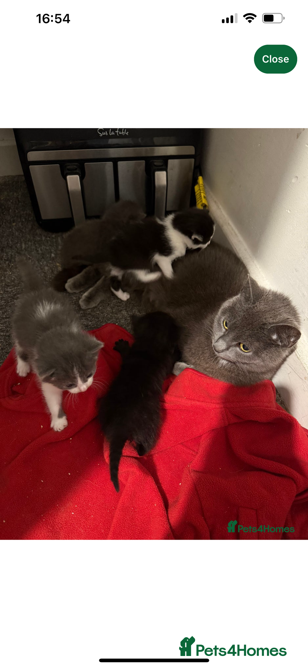 Russian Blue cats for sale: Meet Milo - Russian Blue Mix Kitten - Image 8