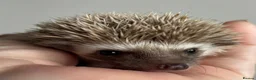 Pygmy Hedgehog rodents for sale: African Pygmy Hedgehog Ethically Bred  - Advert 3