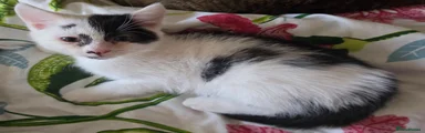 Domestic Shorthair 2