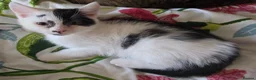 Domestic Shorthair cats for sale: Black and white domestic shorthair kittens - Advert 3