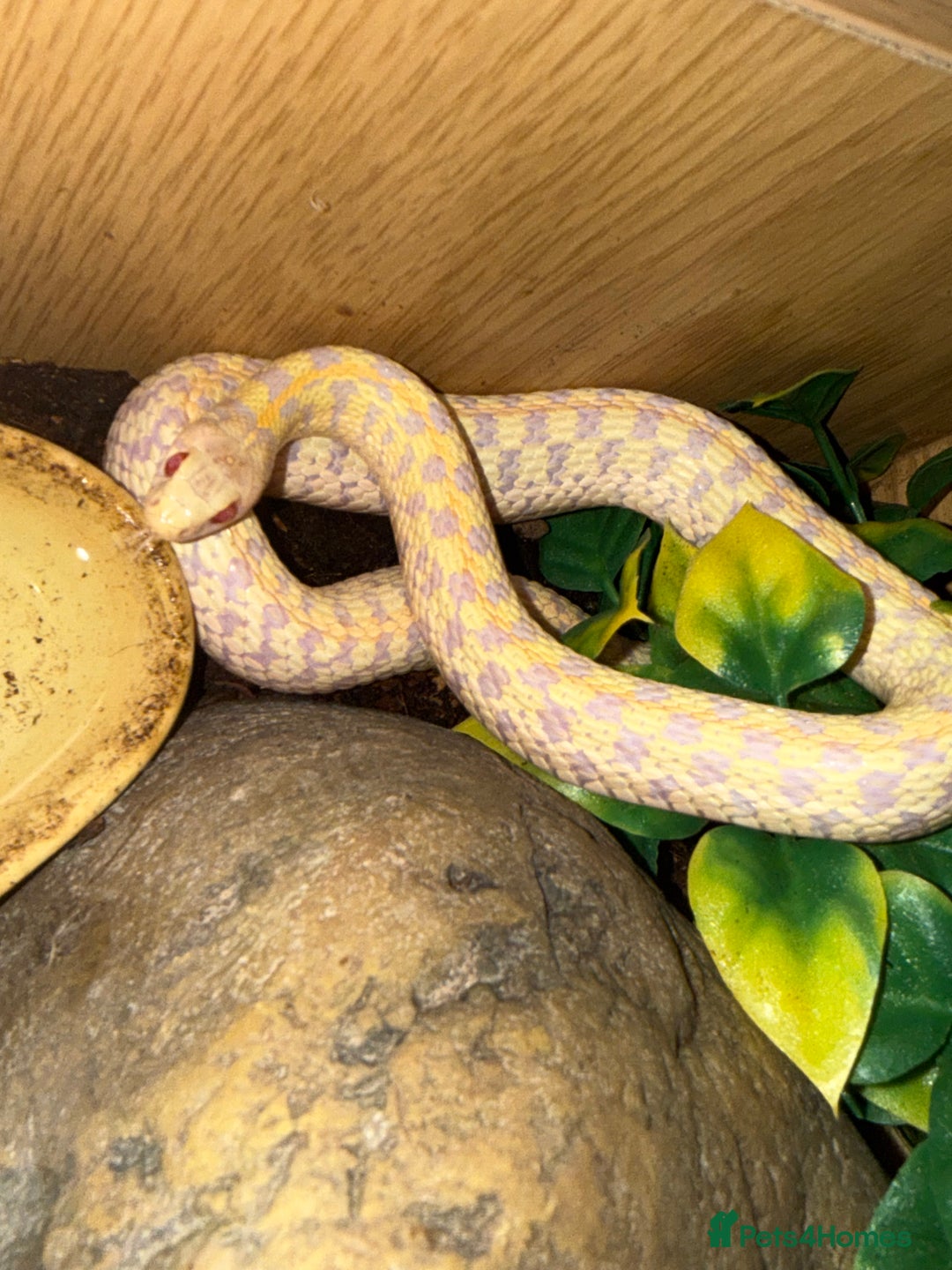 Garter Snake reptiles for sale: Male albino garter snake plus Viv+heat mat  - Advert 2