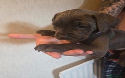 Cane Corso dogs for sale: Purebred champion bloodline cane corso puppies - Image 5