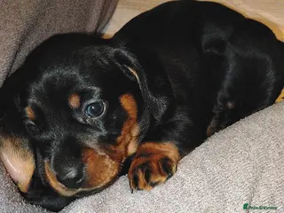 Dachshund dogs Dachshund Wire and Smooth - Advert 10