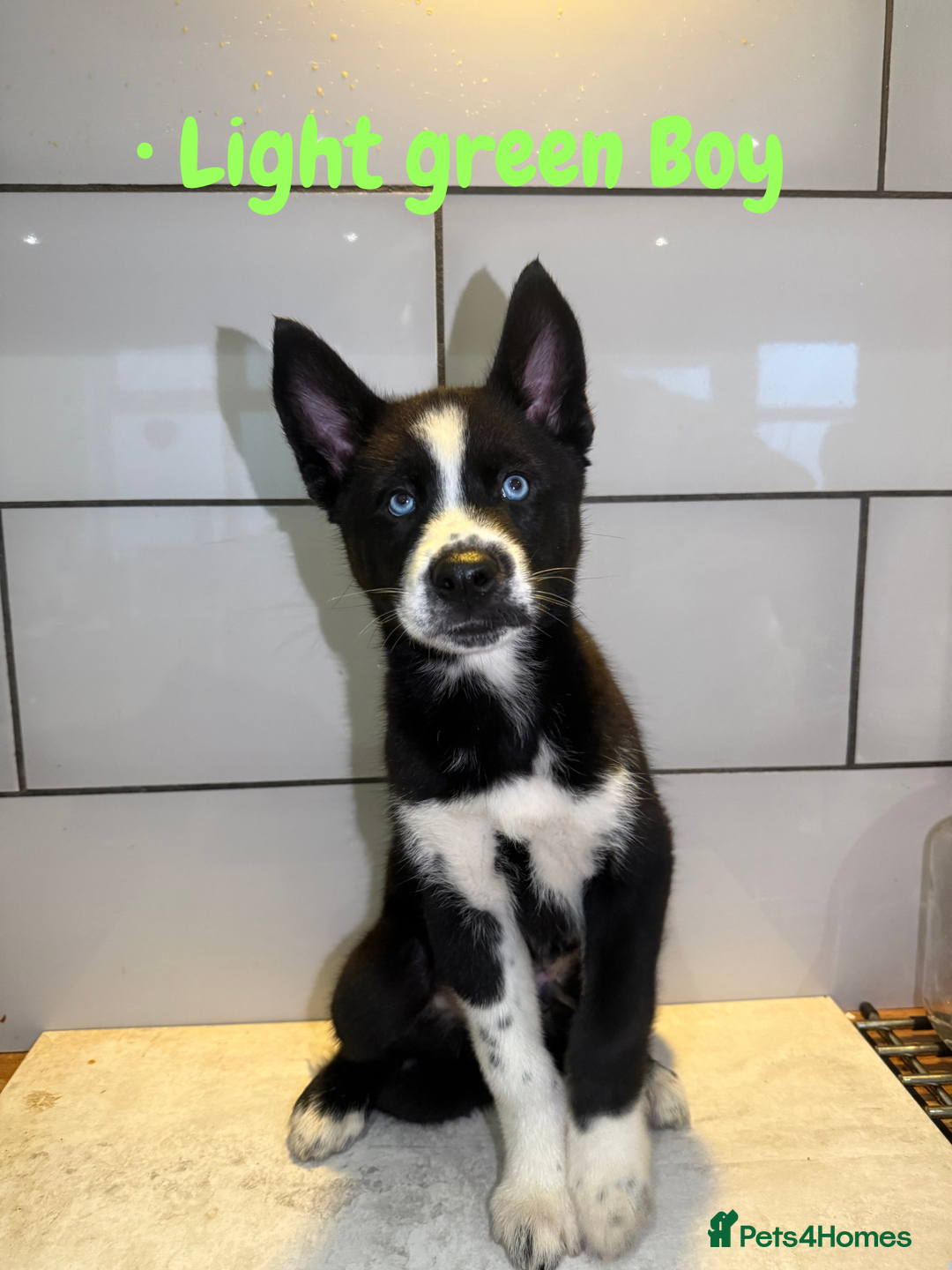 Siberian Husky dogs for sale: Husky Puppies 🩵🩷 - Advert 11