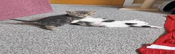 Mixed Breed cats for sale: 2 female kittens 🐾🤎 - Advert 3