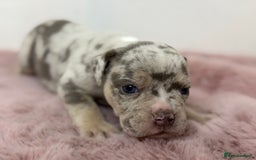 Olde English Bulldogge dogs for sale: Old English Bulldog PUPPIES 👀‼️ - Image 22