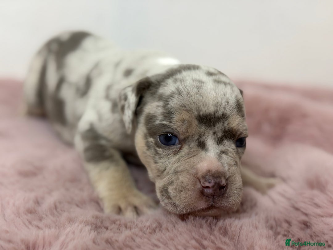 Olde English Bulldogge dogs for sale: Old English Bulldog PUPPIES 👀‼️ - Image 22