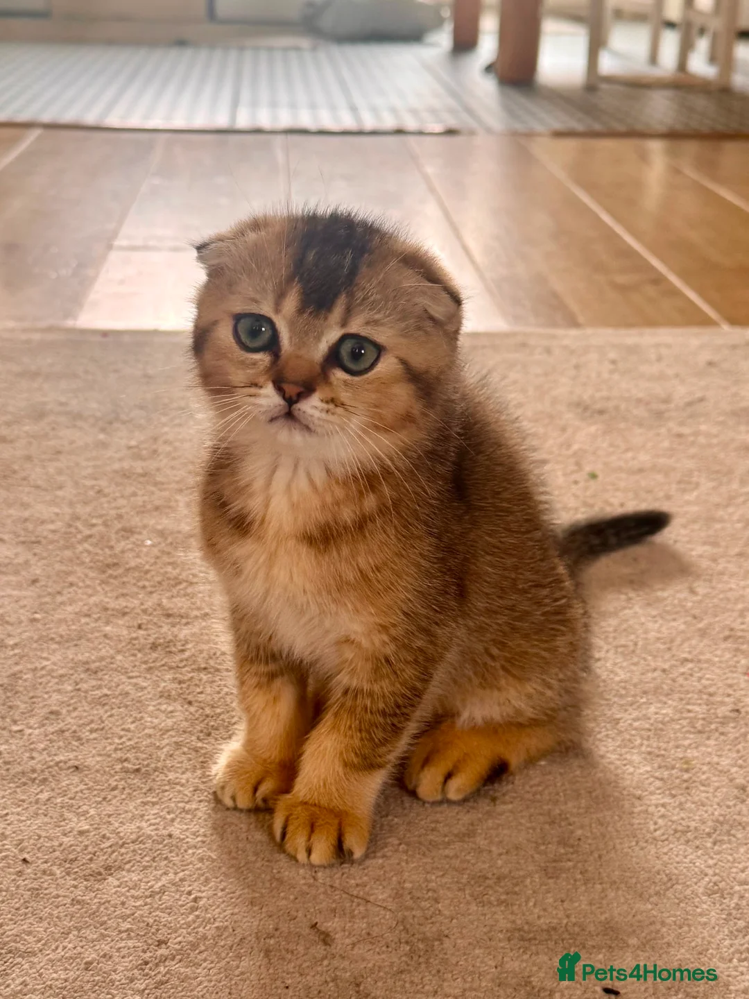 Scottish Fold cats for sale: Scottish fold kittens - Advert 1