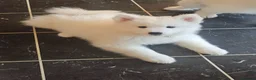 Samoyed dogs for sale: 🩷💙Samoyed puppies, 1 girl left 🩷💙 - Advert 11
