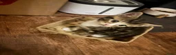 Mixed Breed cats for sale: Adorable Bengal x Shorthair Kittens - Advert 25