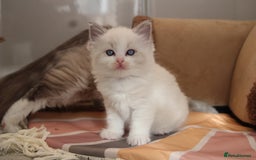 Ragdoll cats for sale: TICA Blue Bicolour Ragdoll Mink Cherubim Kittens  - Image 9