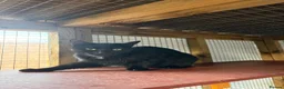 Bombay cats for sale: Two boys and one girl semi feral - Advert 3