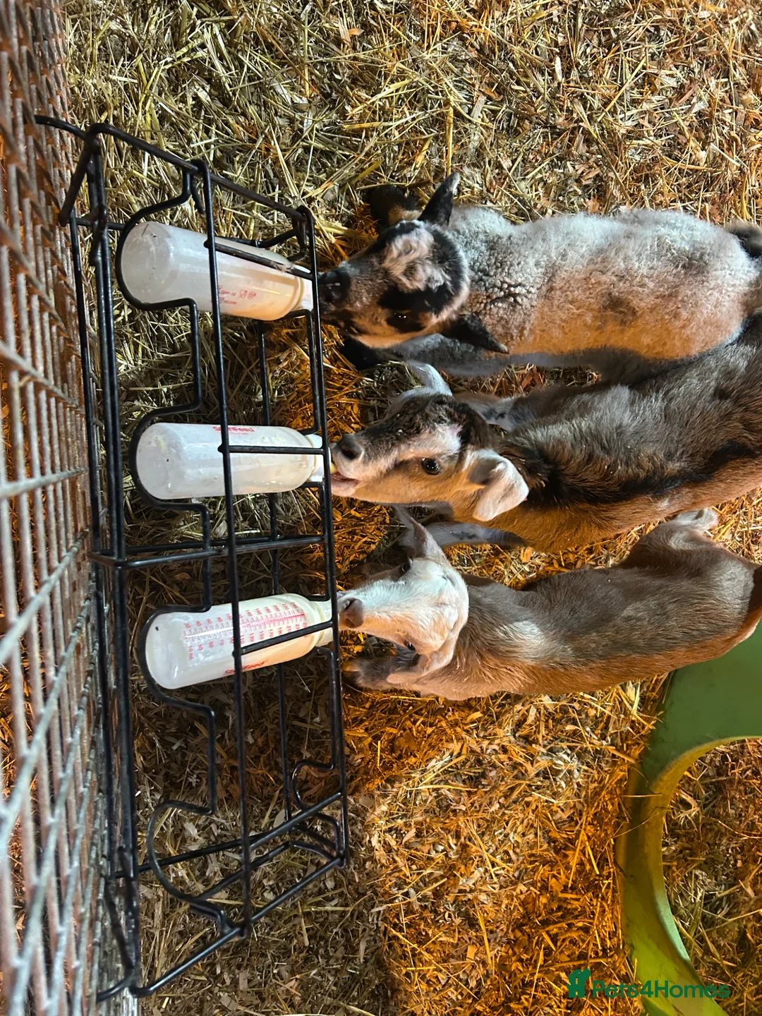 Goats livestock for sale: Bambi - Advert 2