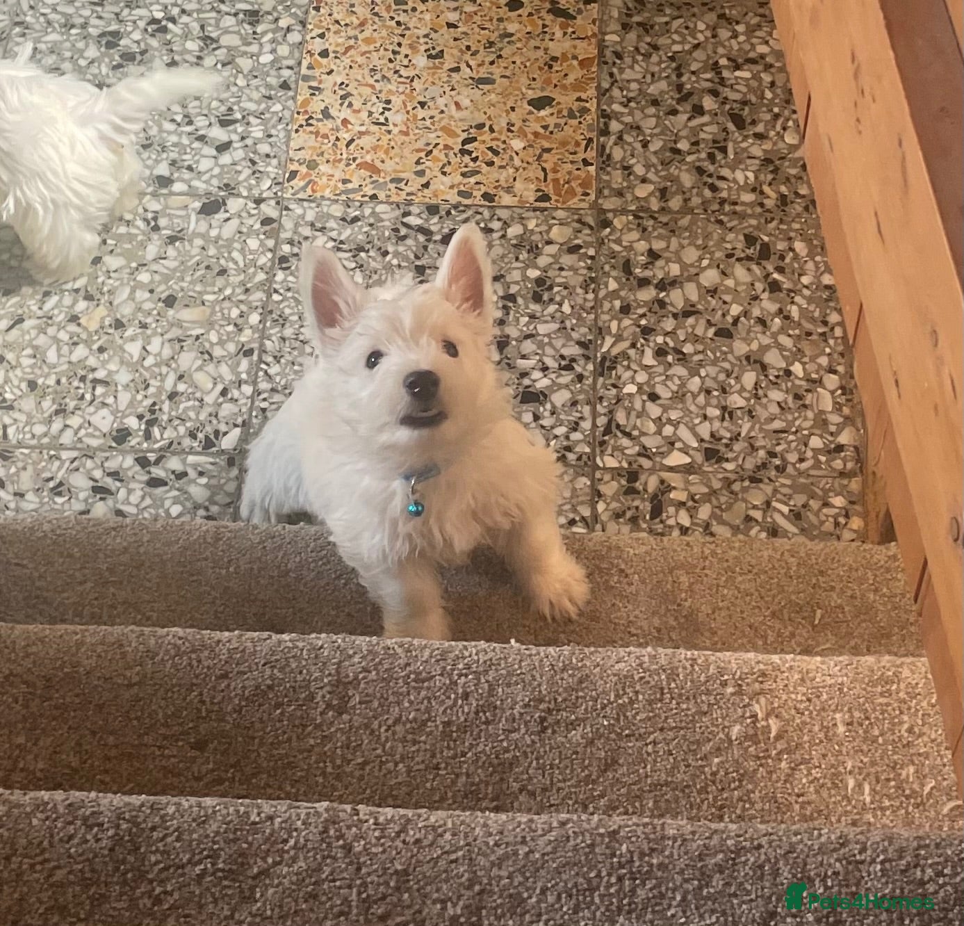 West Highland Terrier dogs Beautiful Westie puppies for sale  - Advert 2