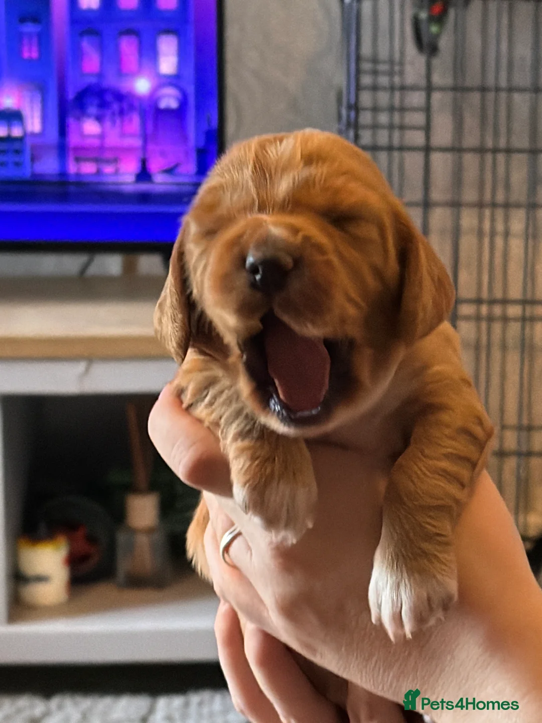 Cocker Spaniel dogs for sale: Beautiful working cocker spaniel puppies  in Aylesbury - Advert 2