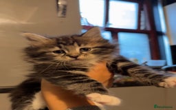 Ragdoll cats for sale: Ragdoll kitten (Girl)  - Image 3