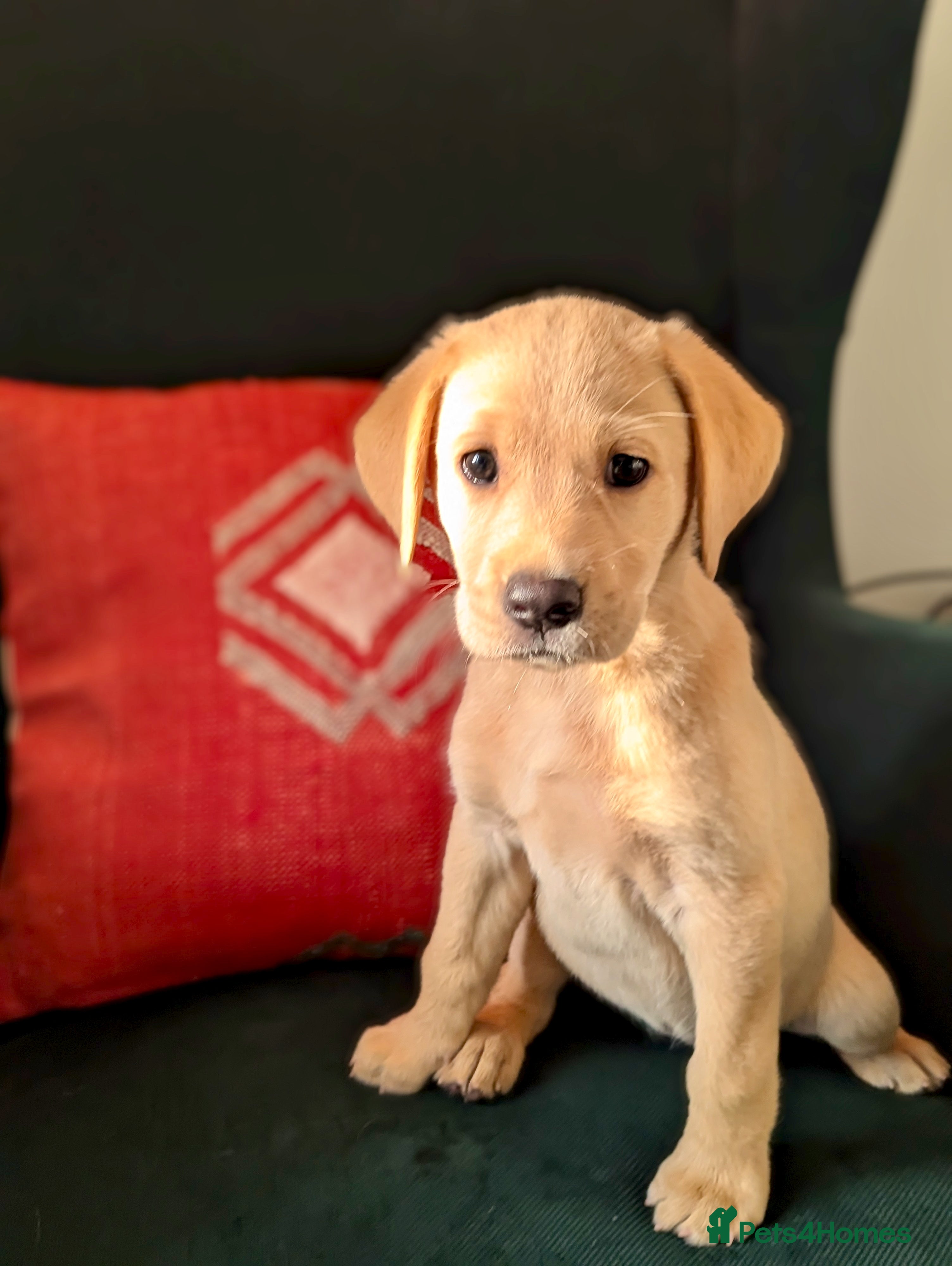 Labrador Retriever dogs Stunning, Well Bred Yellow Labrador Pups - Advert 2