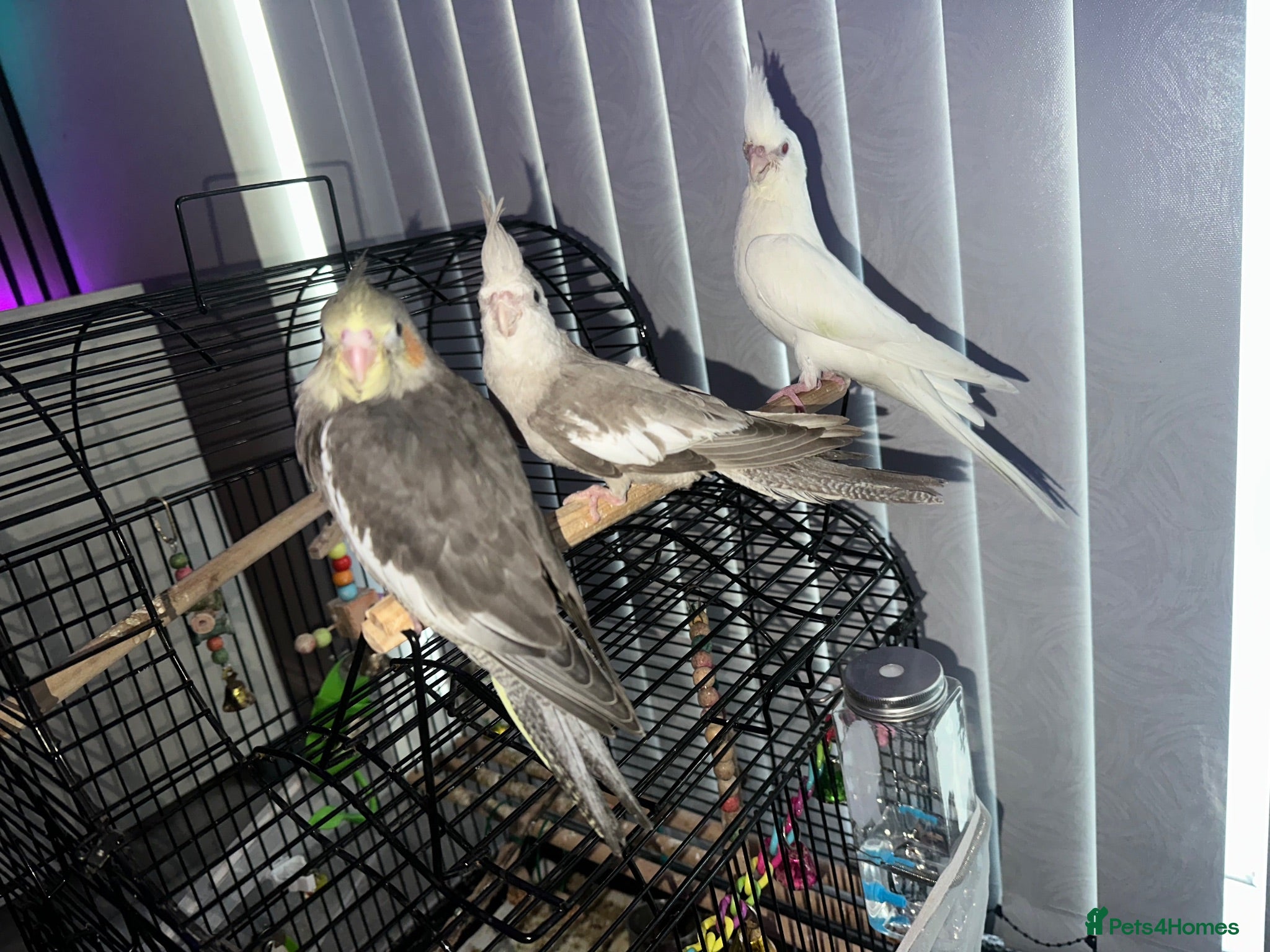Cockatiels birds  BEAUTIFUL HAND-TAMED COCKATIEL CHICKS AVAILABLE  - Advert 1